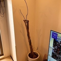 パキラ　観葉植物の画像