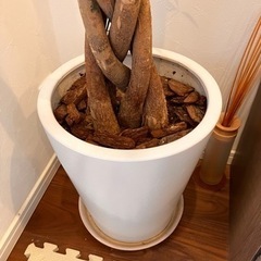 パキラ　観葉植物の画像