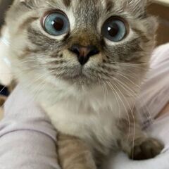 飼い主様募集してます