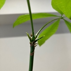 パキラ　観葉植物の画像