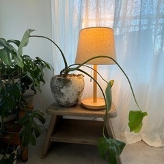 《No.3 》《お洒落な観葉植物》コンクリートポット付き　代々木...