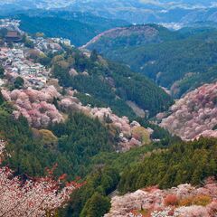 04/06(土) 	吉野山