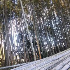 竹林伐採　竹林間引