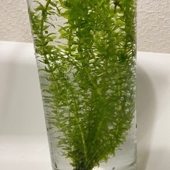水草　コカナダモ　おもり付き　15本　約25㎝　耐寒性・耐暑性あり