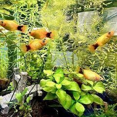 熱帯魚　ゴールデンミッキーマウスプラティ　3匹まで　上野/御徒町