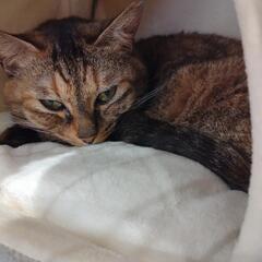 1/13保護猫の里親会開催！