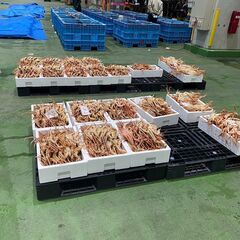 境港直送スーパーでは絶対に買えない松葉ガニ（ズワイガニ）の画像