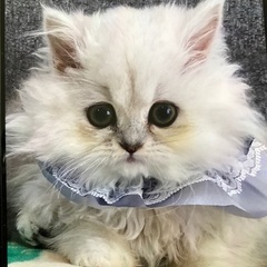 チンチラシルバーの女のコ