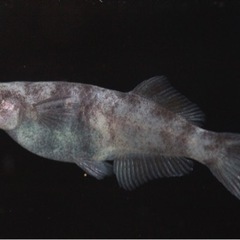 【湊都めだか】超最新品種　ラメ王風雅、和墨黒虎、クレパトシアンRLFの有精卵販売の画像