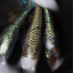【湊都めだか】超最新品種　ラメ王風雅、和墨黒虎、クレパトシアンRLFの有精卵販売の画像