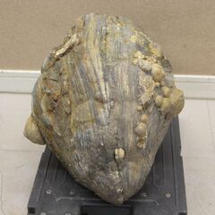 珪化木 木化石 庭石 鑑賞石 天然石 置物 インテリア 約5キロ