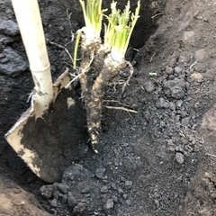 山ワサビ30センチ以上