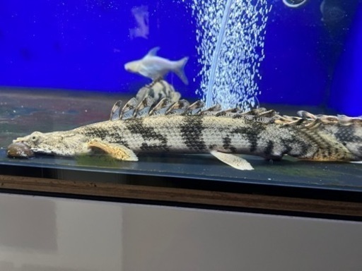 ポリプテルスエンドリケリーロングフィン約30cm