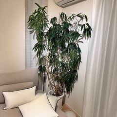 観葉植物の画像