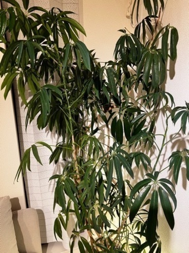 観葉植物