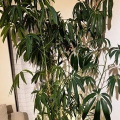 観葉植物の画像