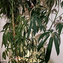 観葉植物の画像