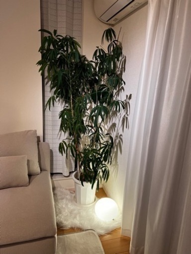 観葉植物