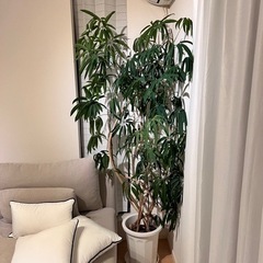 観葉植物の画像