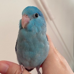 インコ　マメルリハ　里親募集中