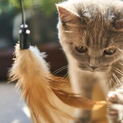 🐈仕事やプライベートの予定を自由に決めたい✨（起業コミュニティメ...