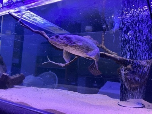 ホプリアス アイマラ リアルタライロン アマパ産 35±