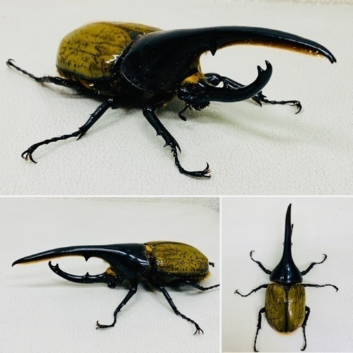 D.y ヘラクレスヘラクレス　1996年入荷野外品 D.y ヘラクレスヘラクレス1996年入荷野外品