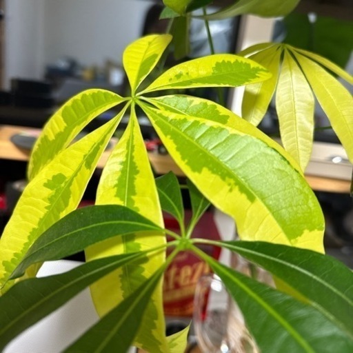 パキラ　ムーンライト　発根しました！