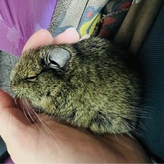 デグー　姉妹