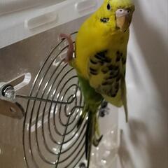 セキセイインコメス