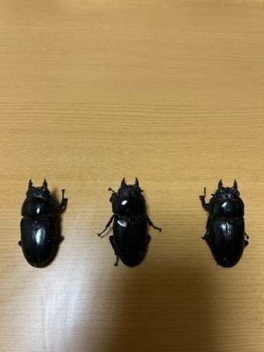 オオクワガタ 能勢YG メス３頭
