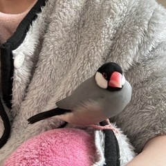 鳥が好きな人と仲良くなりたいです！(文鳥飼ってます)