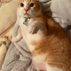 高槻市で猫を探しています