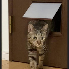 猫の出入り口
