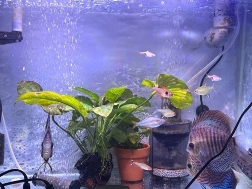 60cmハイタイプ水槽