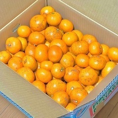 【訳あり品】広島県江田島産 石地みかん 約10kg