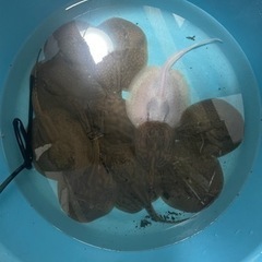 造園業と熱帯魚販売促進の為のSNSの編集UP作業や熱帯魚発送作業の画像