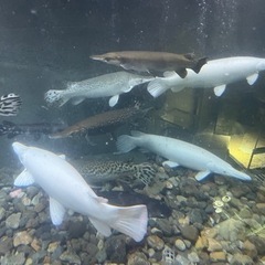 造園業と熱帯魚販売促進の為のSNSの編集UP作業や熱帯魚発送作業の画像