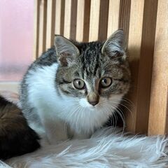 可愛いチェックちゃん「トライアル決まりました。」