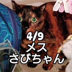 お陰様で素敵な家族様に恵まれました　10頭多頭飼育の子　その4　...
