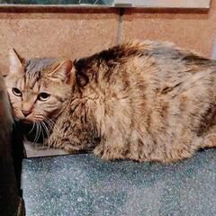 お陰様で素敵な家族様に恵まれました　10頭多頭飼育の子　その7 ...