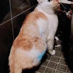 トライヤル中　10頭多頭飼育の子　その8 薄めのレッドマッカレル...