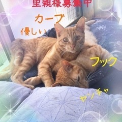 フックとカーブ🐈🐈