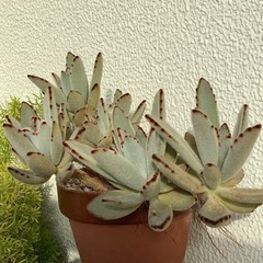 多肉植物　月兎耳