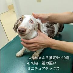 緊急！目の見えないMダックス♀の里親募集