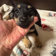 チワックス女の子😊毛艶凄く良いです。