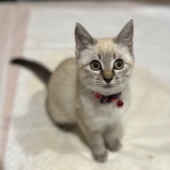 【保護猫】推定3ヶ月の女の子