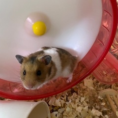 ゴールデン