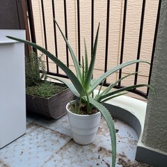 アロエ鉢植
