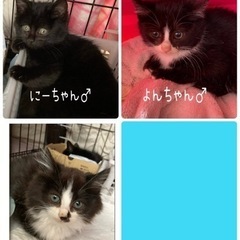 寒空の中保護しました